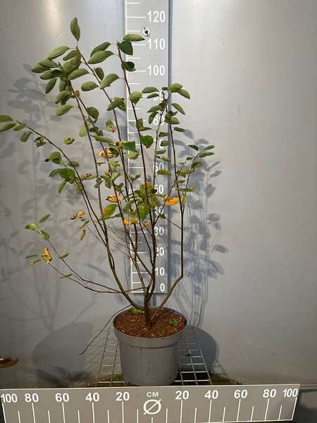 Picture of AMELANCHIER LAMARCKII