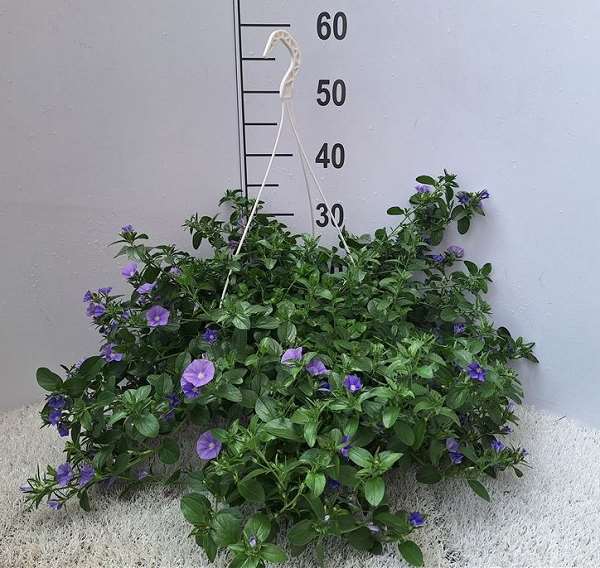 Picture of CONVOLVULUS HANGING BASKET