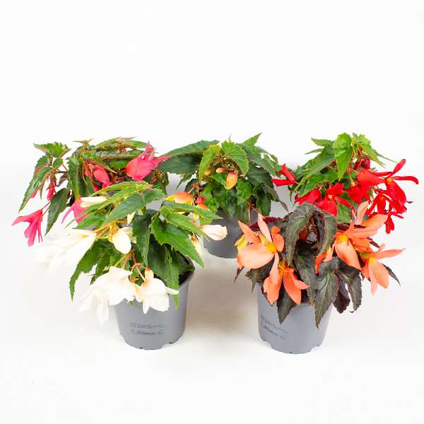 Picture of BEGONIA BOLIVIENSIS MIX