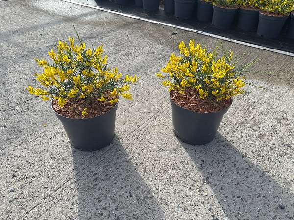 Picture of GENISTA LYDIA