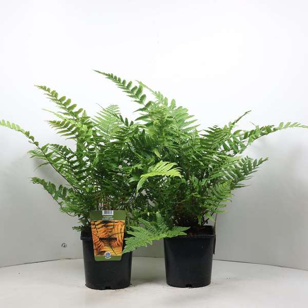 Picture of DRYOPTERIS WALLICHIANA JURASSIC GOLD
