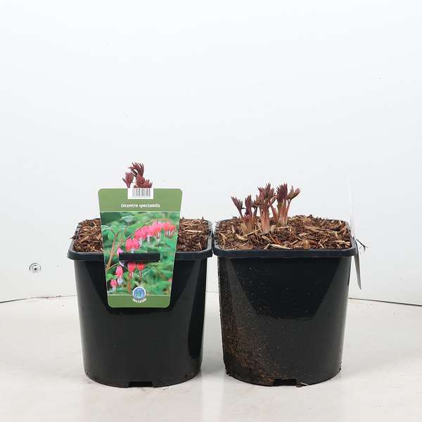 Picture of Dicentra spectabilis pink