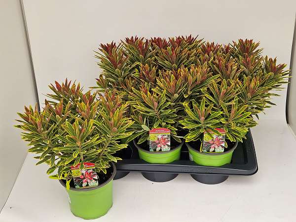 Picture of EUPHORBIA ASCOT RAINBOW