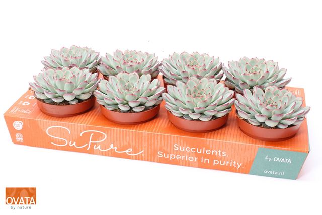Picture of Echeveria pulidonis