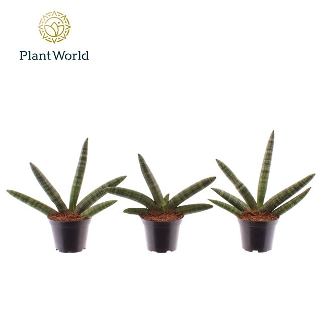 Picture of Sansevieria cylindrica skyline