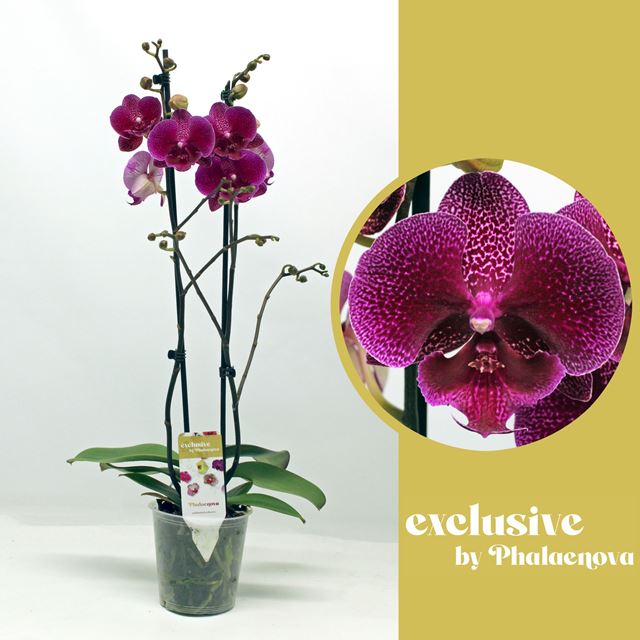 Picture of PHALAENOPSIS 02-STEM ZOJA