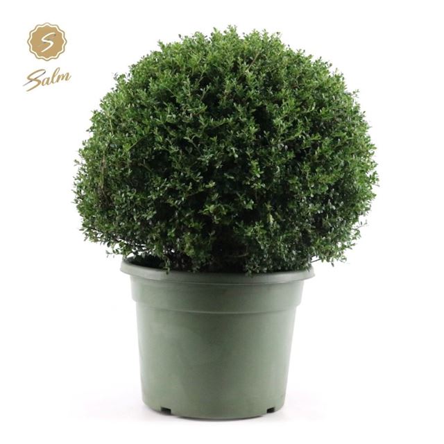 Picture of ILEX CRENATA BALL 060CM