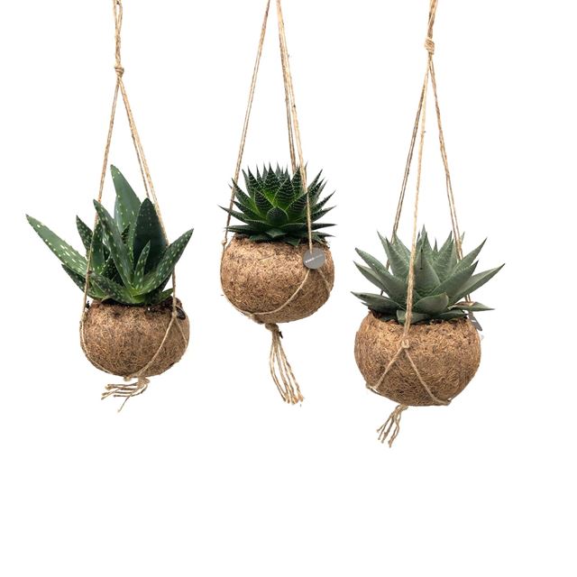 Picture of KOKODAMA ALOE MIX