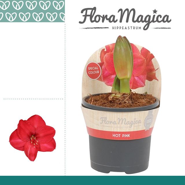 Picture of HIPPEASTRUM 02-FL HOT PINK POT COVER
