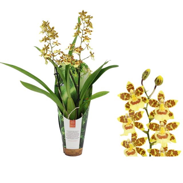 Picture of CAMBRIA 02-STEM PACIFIC SUNSET + COVER