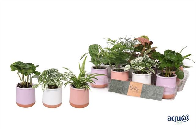 Picture of HOUSEPLANTS MIX IN CERAMIC