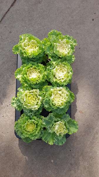 Picture of BRASSICA WHITE CURLY LEAVE