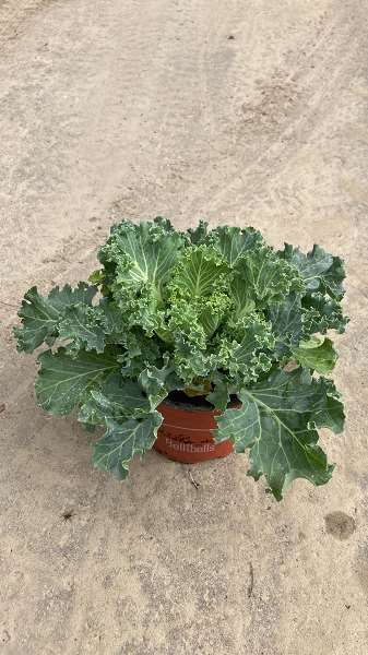 Picture of BRASSICA WHITE CURLY LEAVE