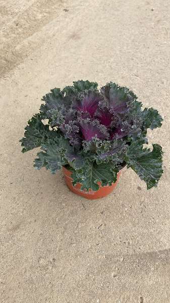 Picture of BRASSICA RED CURLY LEAVE