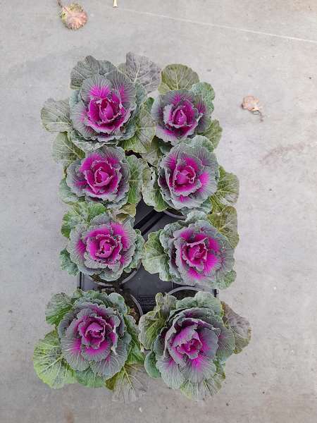 Picture of BRASSICA RED FLAT LEAVE