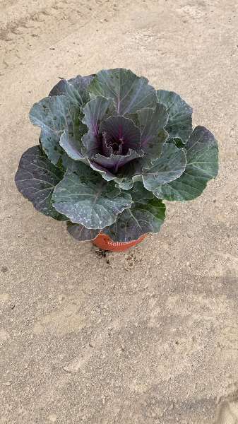 Picture of BRASSICA RED FLAT LEAVE