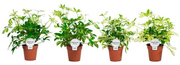 Picture of SCHEFFLERA MIX