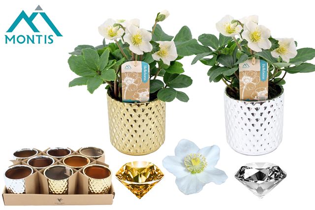 Picture of Helleborus niger christmas carol in cramic
