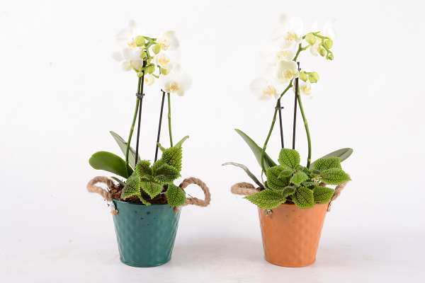 Picture of KOLIBRI ARRANGEMENT 02PP
