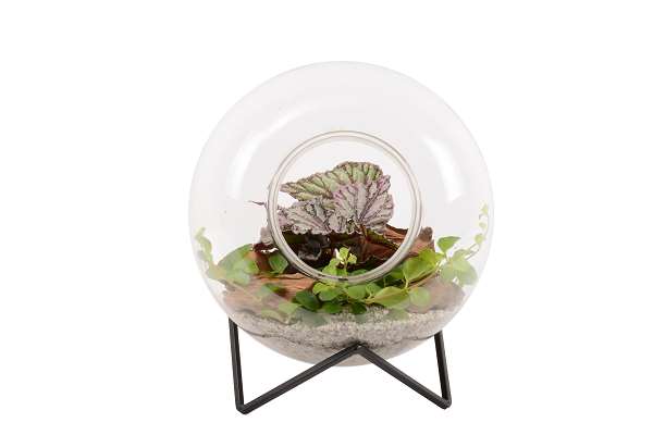 Picture of TERRARIUM 02PP ON METAL FRAME
