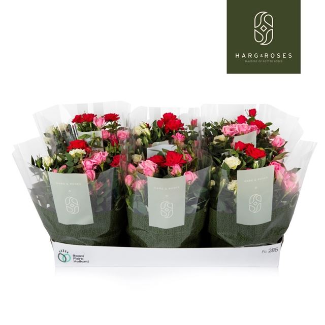 Picture of Rose CARNAVAL IN BOWL WITH SLEEVE