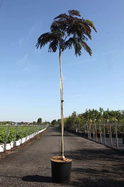 Picture of ALBIZIA JULIBRISSIN SUMMER CHOCOLATE
