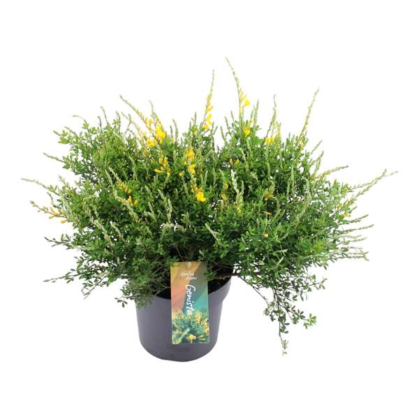 Picture of CYTISUS RACEMOSUS BUSH