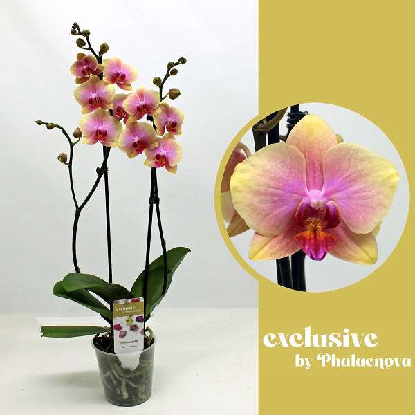 Picture of PHALAENOPSIS 02-STEM MALMO