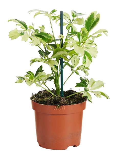 Picture of SCHEFFLERA ARBORICOLA JEANINE