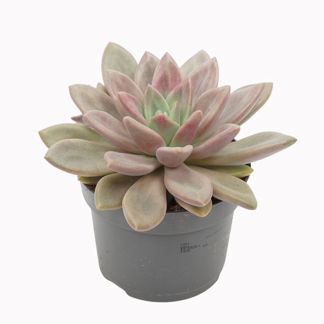 Picture of PACHYVERIA ROSY CROW