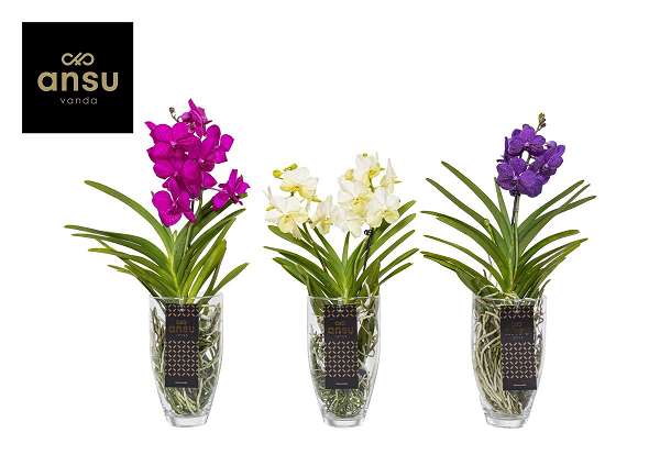 Picture of VANDA MIX IN GLASS