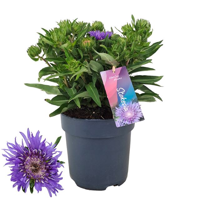 Picture of Stokesia mels blue