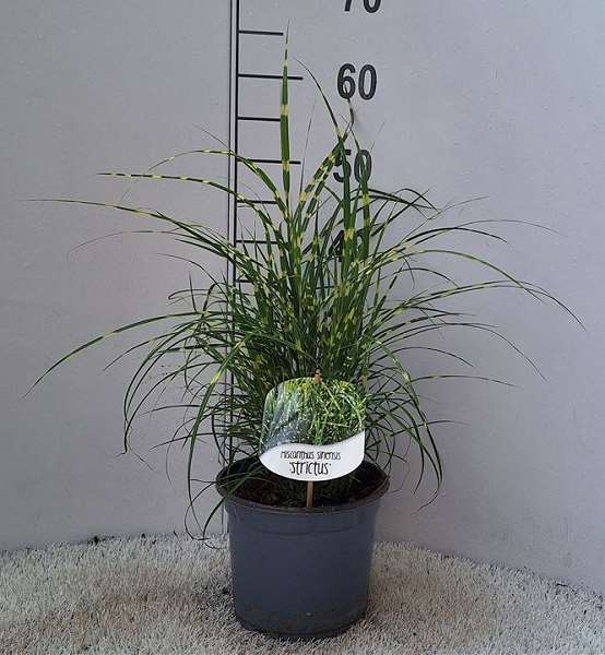 Picture of MISCANTHUS SINENSIS STRICTUS