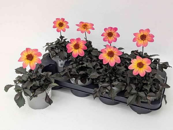 Picture of Dahlia happy days