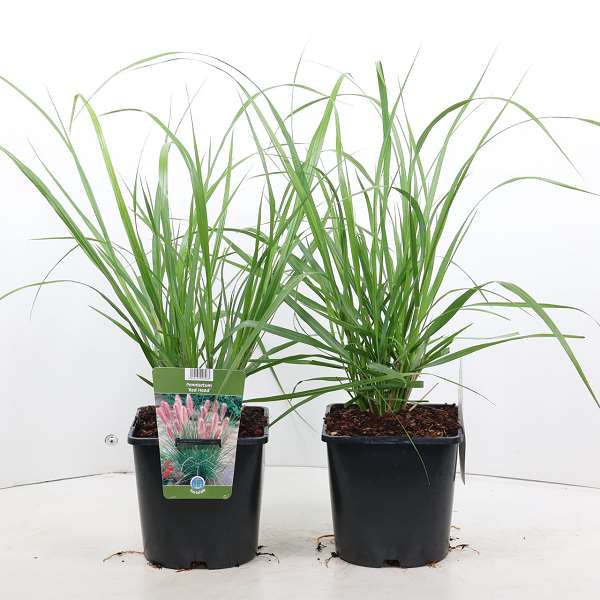 Picture of PENNISETUM ALOPECUROIDES RED HEAD