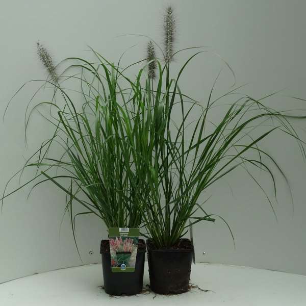 Picture of PENNISETUM ALOPECUROIDES RED HEAD