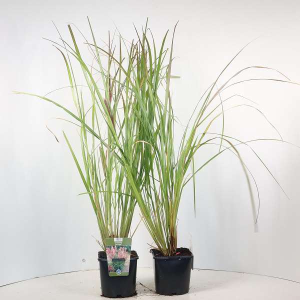 Picture of PENNISETUM ALOPECUROIDES RED HEAD