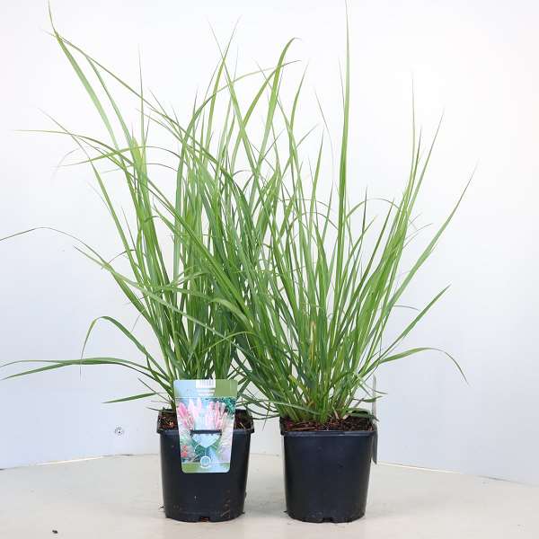 Picture of Pennisetum alopecuroides red head