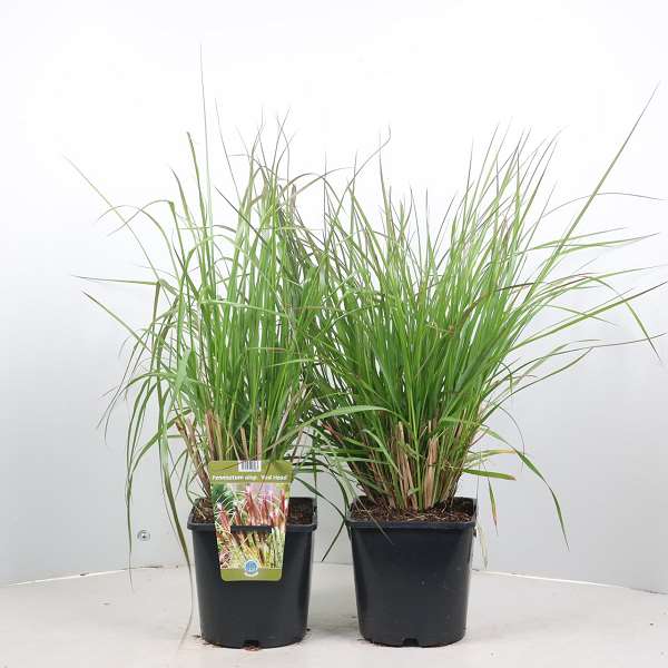 Picture of Pennisetum alopecuroides red head