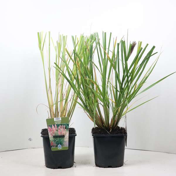 Picture of PENNISETUM ALOPECUROIDES RED HEAD