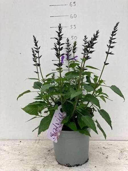Picture of Salvia salgoon