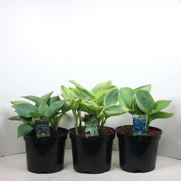 Picture of Hosta mix