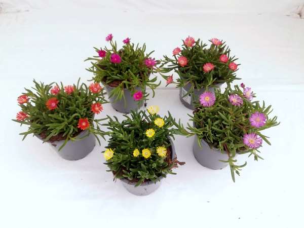 Picture of DELOSPERMA ICE CREAM