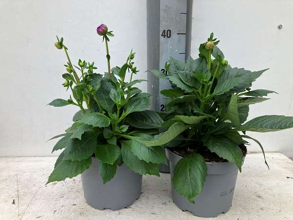 Picture of Dahlia dalina maxi