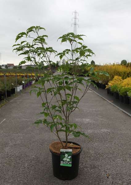 Picture of Cornus kousa weisse fontaine