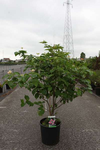 Picture of Cornus kousa satomi