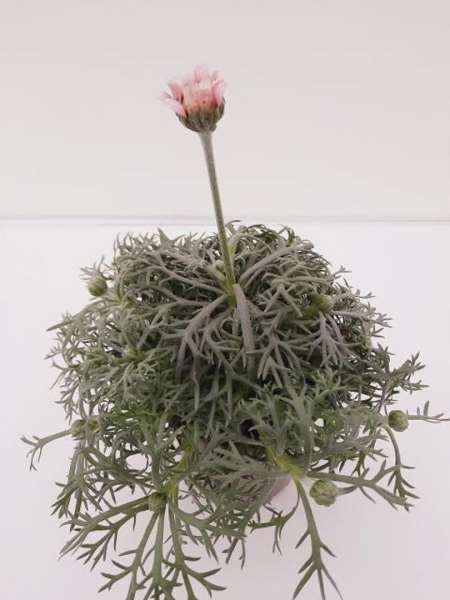 Picture of LEUCANTHEMUM HOSMARIENSE AFRICAN ROSE