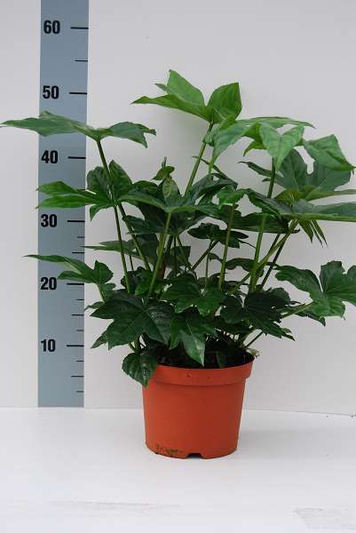 Picture of Fatsia japonica