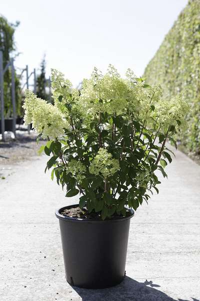 Picture of Hydrangea pan  bobo