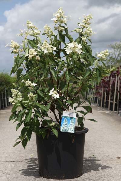 Picture of Hydrangea pan  levana